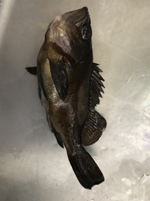 アジングのはずが