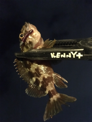 釣り納めというヤツです。