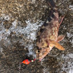 激シブ釣り納め