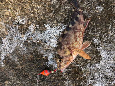 激シブ釣り納め