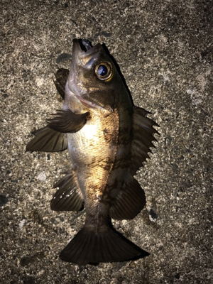 陽が落ちてから。