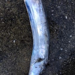 2017釣納め。良いお年を！