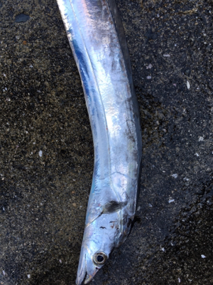 2017釣納め。良いお年を！