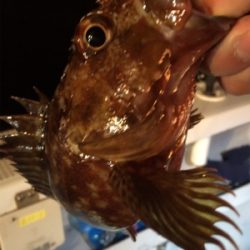 ロックフィッシュショート便