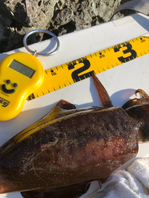 2017年の締めくくり