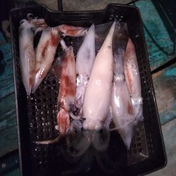 釣り納めイカメタル
