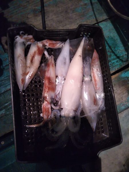 釣り納めイカメタル