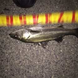 年末恒例シーバス納め