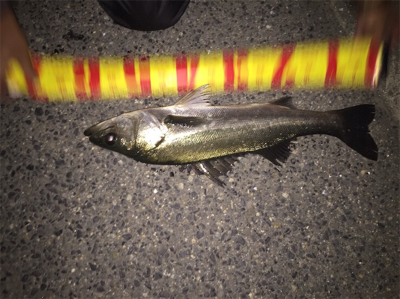 年末恒例シーバス納め