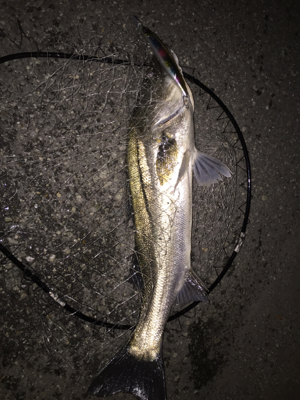 シーバス釣り納め‼︎