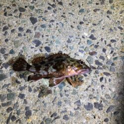 年末恒例 帰省しての釣り納め