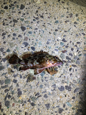 年末恒例 帰省しての釣り納め