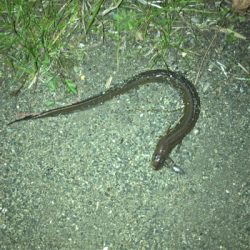 ガシラ、タケノコメバル安定の冬夜