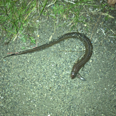 ガシラ、タケノコメバル安定の冬夜