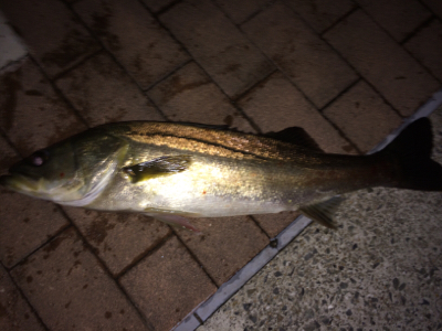 釣り納め２回目