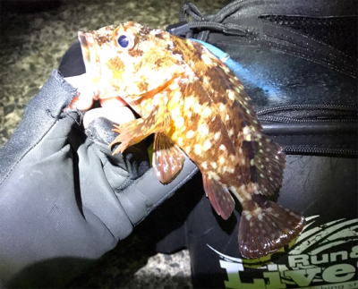 ガシララッシュ