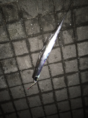 ラストタチウオ