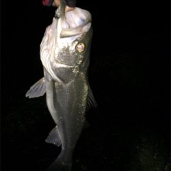 メバル狙いの外道