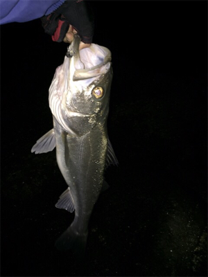 メバル狙いの外道