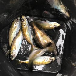 釣り納めデイアジング！