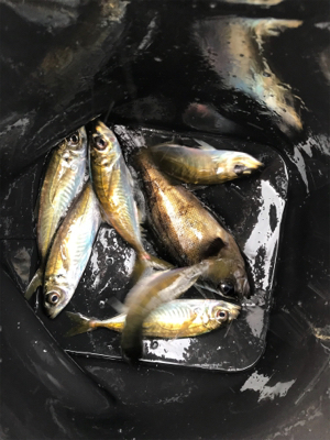 釣り納めデイアジング！