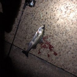 今年はシーバスで締めくくり