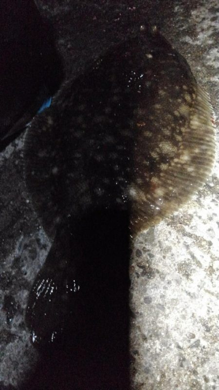 ナイトカレイ♪