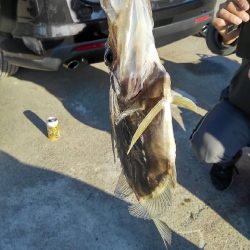 なんとか、マトウダイGET♪