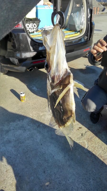 なんとか、マトウダイGET♪