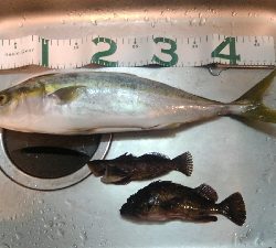 ショアジギングでハマチ