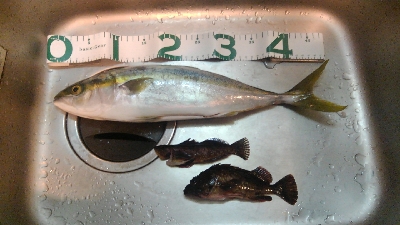 ショアジギングでハマチ