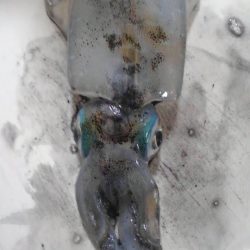 なんとか一杯釣れました！