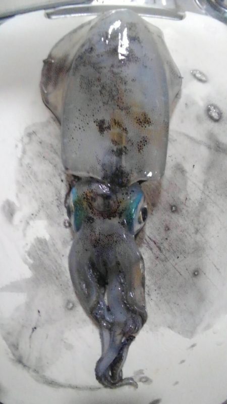 なんとか一杯釣れました！