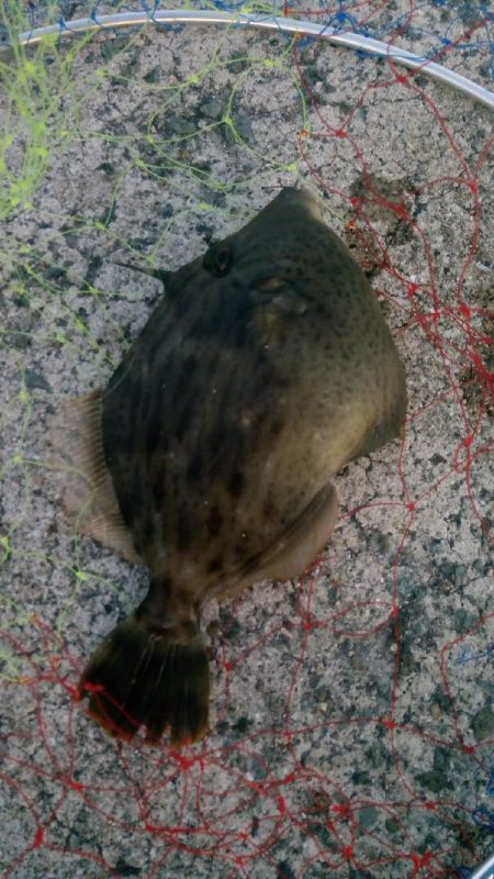 お団子しゃくなげ チヌ釣れず