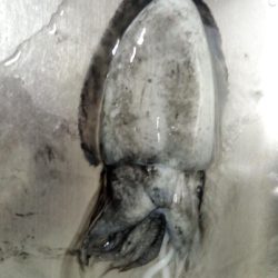 淡路島でガシラ・イカ