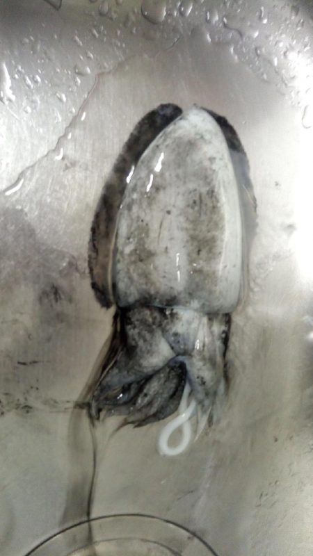 淡路島でガシラ・イカ