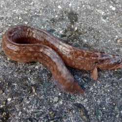 穴釣り ベラベラガシラ