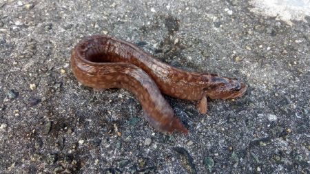 穴釣り ベラベラガシラ