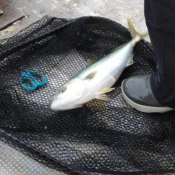 明石海峡タイラバ釣行