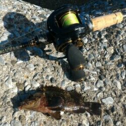 ムラソイ&ガシラポンポン