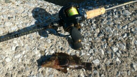 ムラソイ&ガシラポンポン