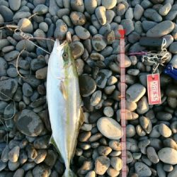 ショアジギ納め