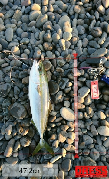 ショアジギ納め