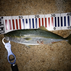 夜のトップゲームで青物