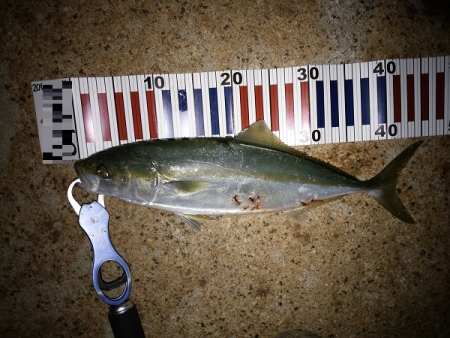 夜のトップゲームで青物