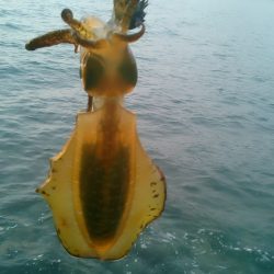 大潮　満月に誘われて