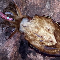 ナイトエギング