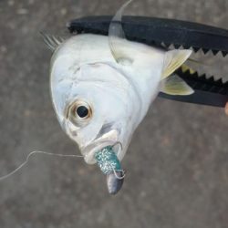 メバリングのはずが、メッキング