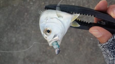 メバリングのはずが、メッキング