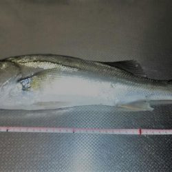 シーバス、今日はシブかったです